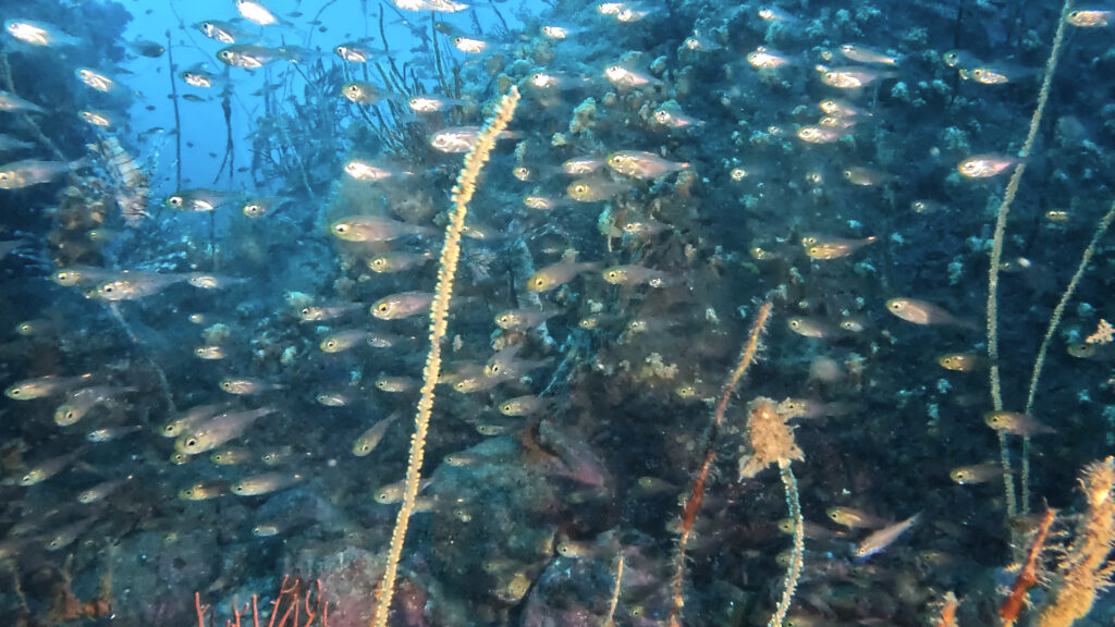 土肥ダイビング通り崎お花畑キンメモドキの群れ