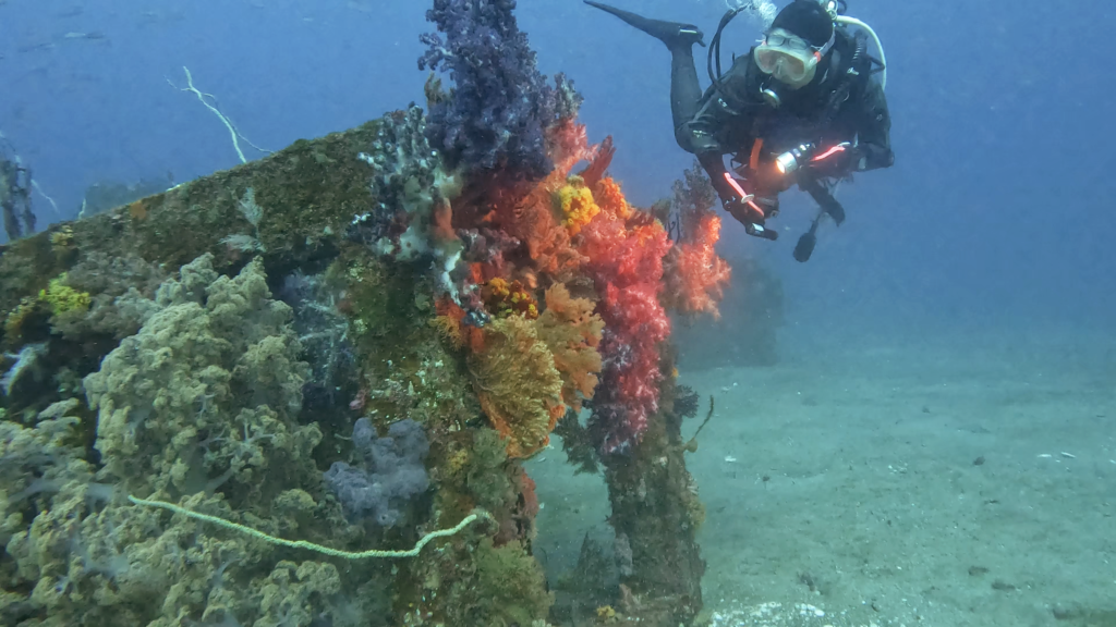 土肥ダイビング 八木沢沖魚礁 ソフトコーラル群生とお客様