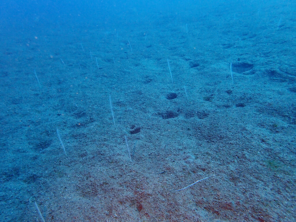 土肥 ダイビング 通り崎湾内 通り崎ビーチ 砂泥地のウミエラ群生