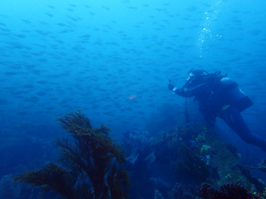 土肥ダイビング 八木沢沖魚礁 マアジ群れを撮るお客様