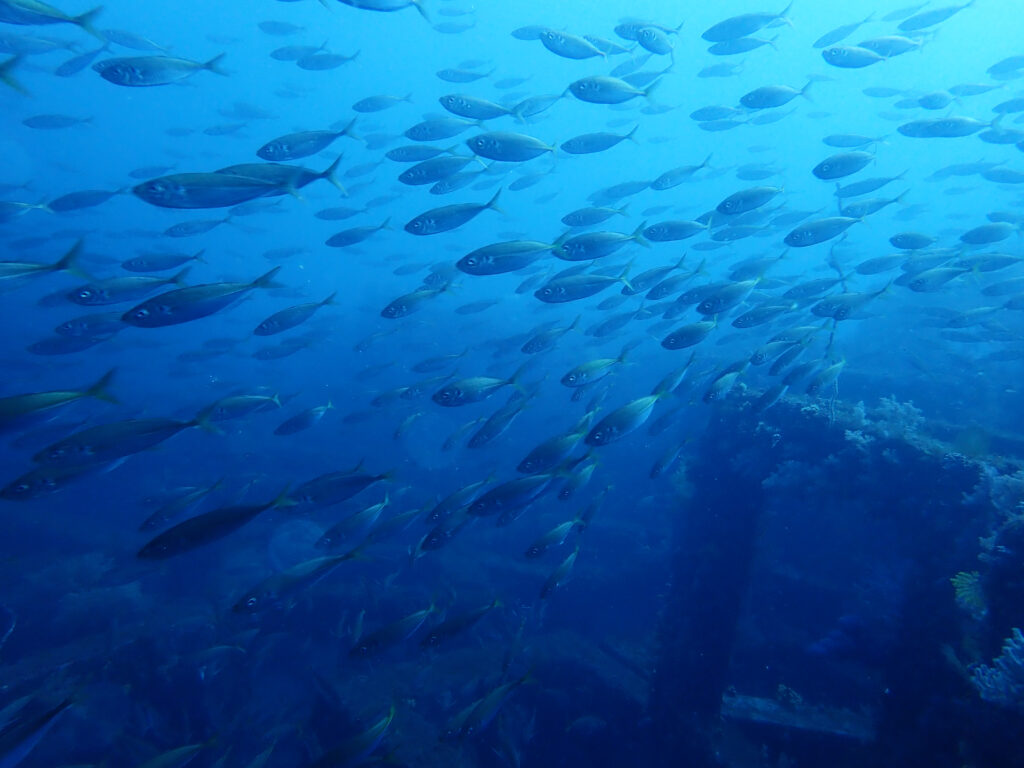 土肥ダイビング 八木沢沖魚礁 マアジ群れ