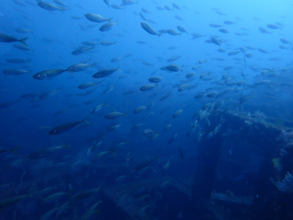 土肥ダイビング 八木沢沖魚礁 マアジ群れ