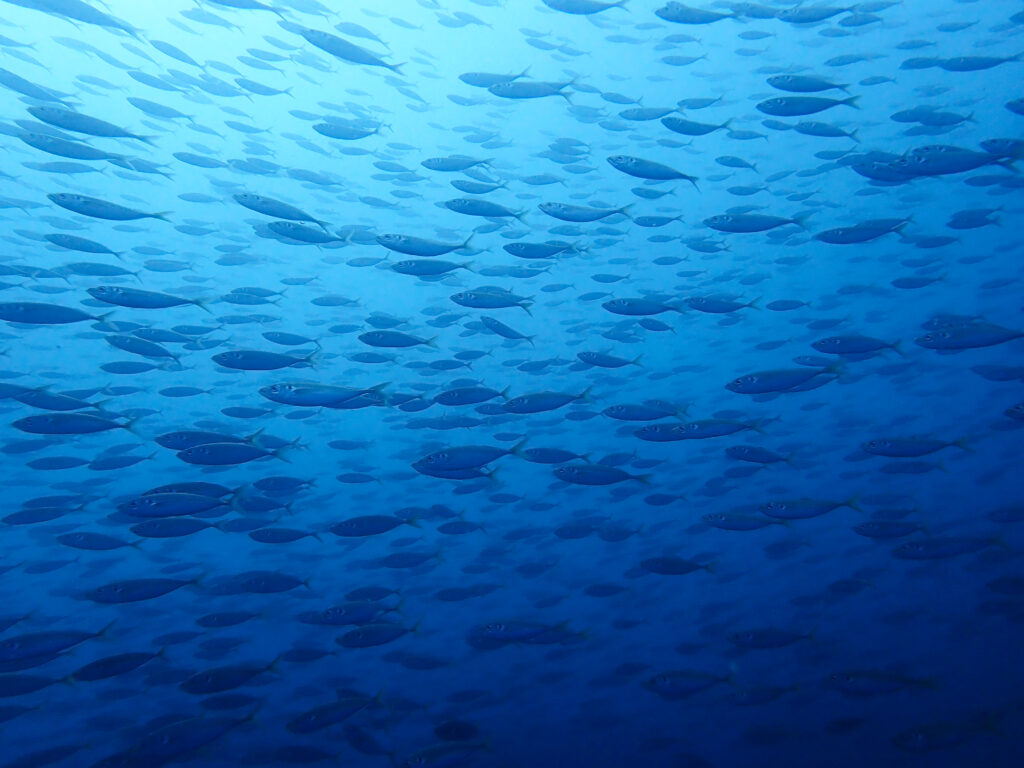 土肥ダイビング 八木沢沖魚礁 マアジ群れ