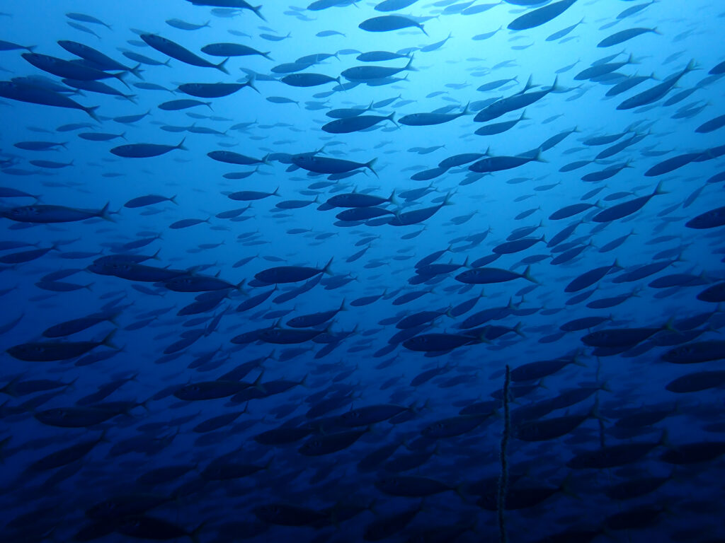 土肥ダイビング 八木沢沖魚礁 マアジ群れ