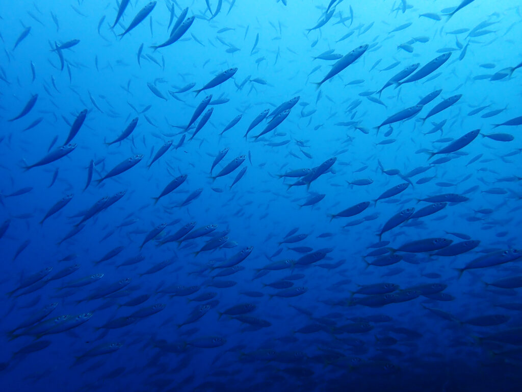 土肥ダイビング 八木沢沖魚礁 マアジ群れ