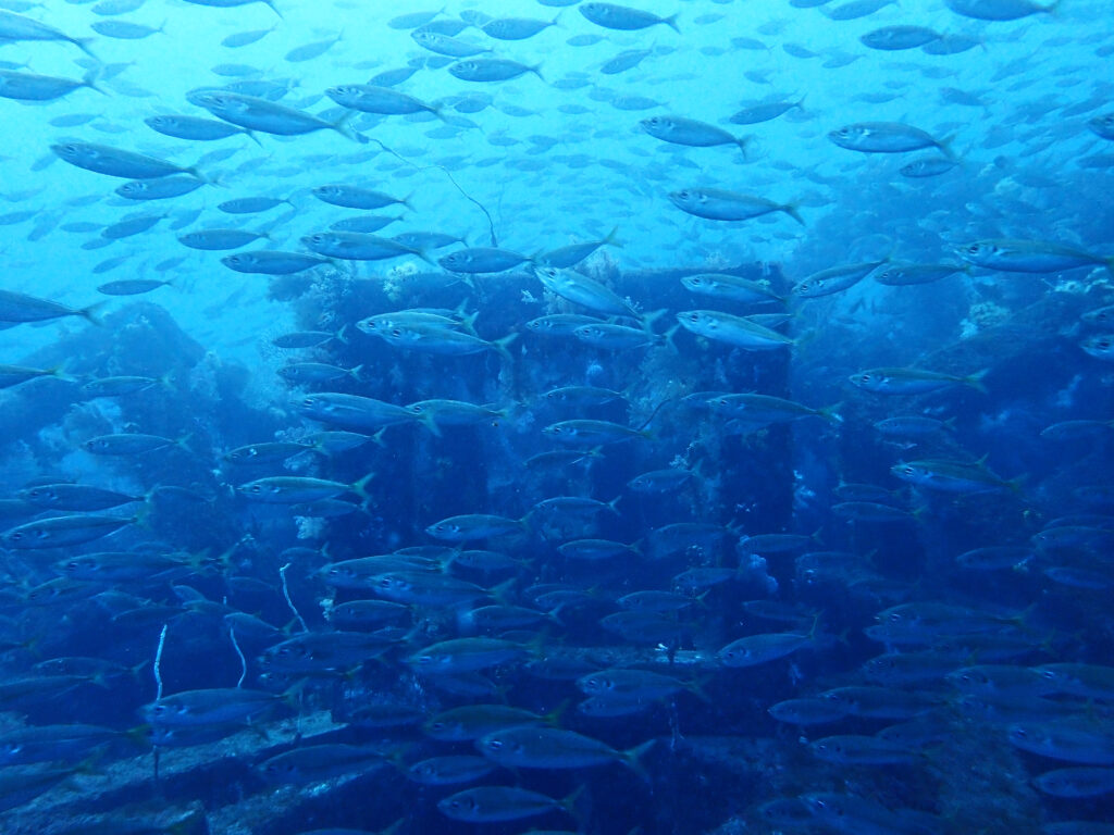 土肥ダイビング 八木沢沖魚礁 マアジ群れ