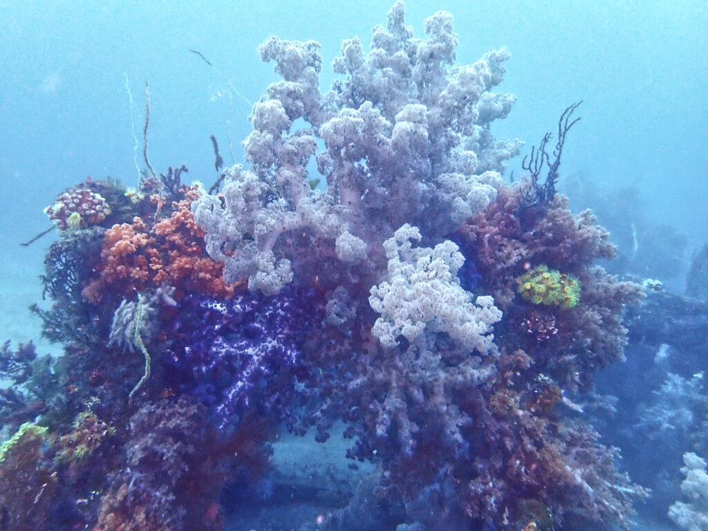 土肥ダイビング 八木沢沖魚礁 ソフトコーラル群生