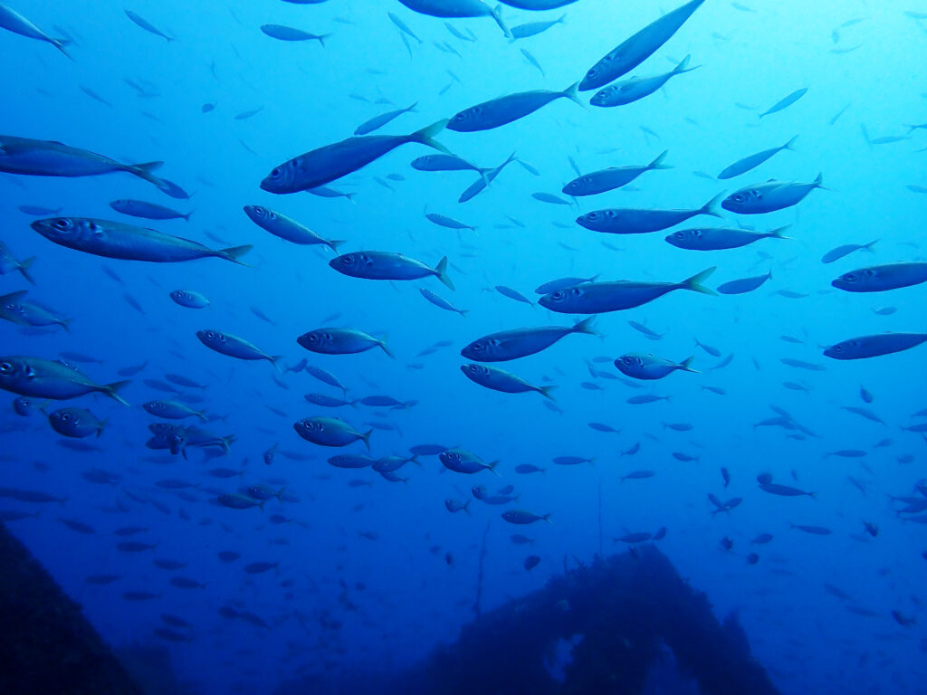 土肥ダイビング 八木沢沖魚礁 マアジ群れ