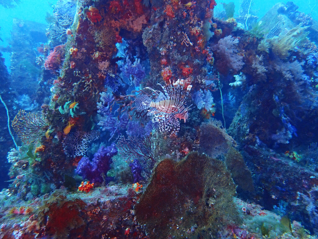 土肥ダイビング 八木沢沖魚礁 ソフトコーラル群生とミノカサゴ