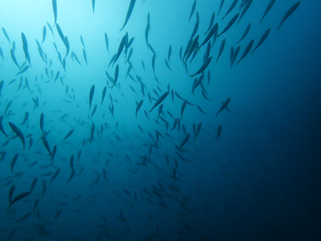 土肥ダイビング 八木沢沖魚礁 マアジ群れ