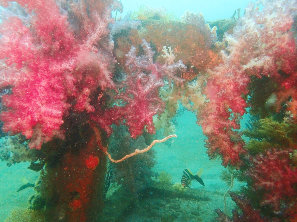 土肥ダイビング 八木沢沖魚礁 ソフトコーラル群生