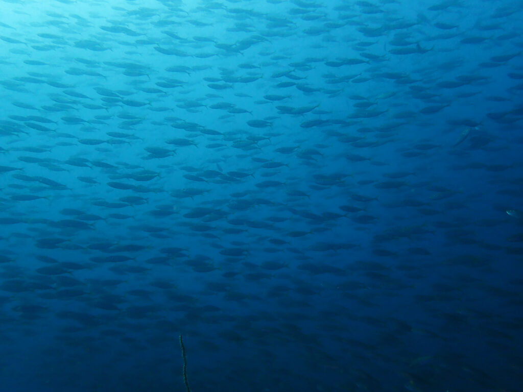 土肥ダイビング 八木沢沖魚礁 マアジ群れ