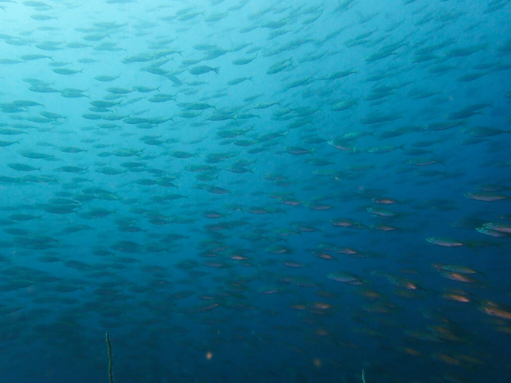 土肥ダイビング 八木沢沖魚礁 マアジ群れ