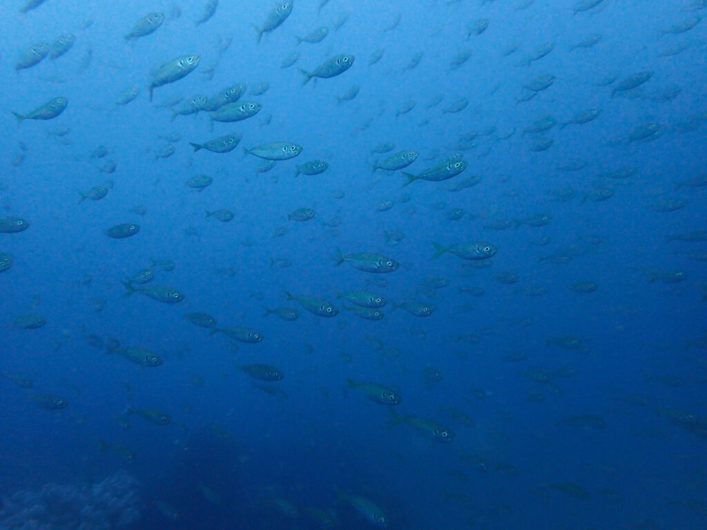 土肥ダイビング八木沢沖魚礁のマアジ群れ