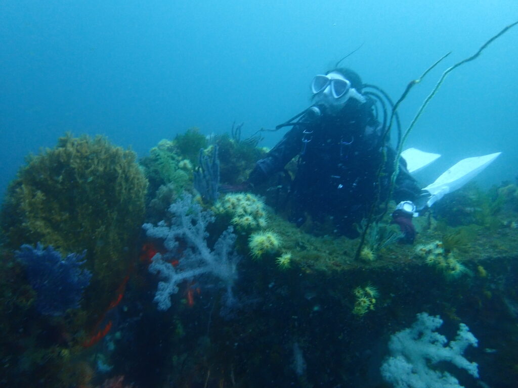 土肥ダイビング八木沢沖魚礁のマアジ群れを見上げるお客様