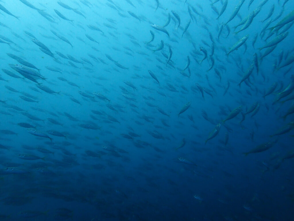 土肥ダイビング八木沢沖魚礁マアジの群れ