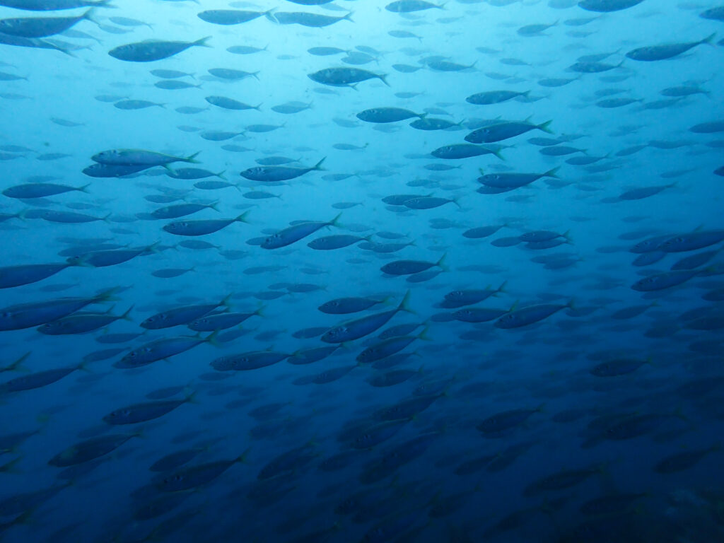 土肥ダイビング八木沢沖魚礁のマアジ群れ