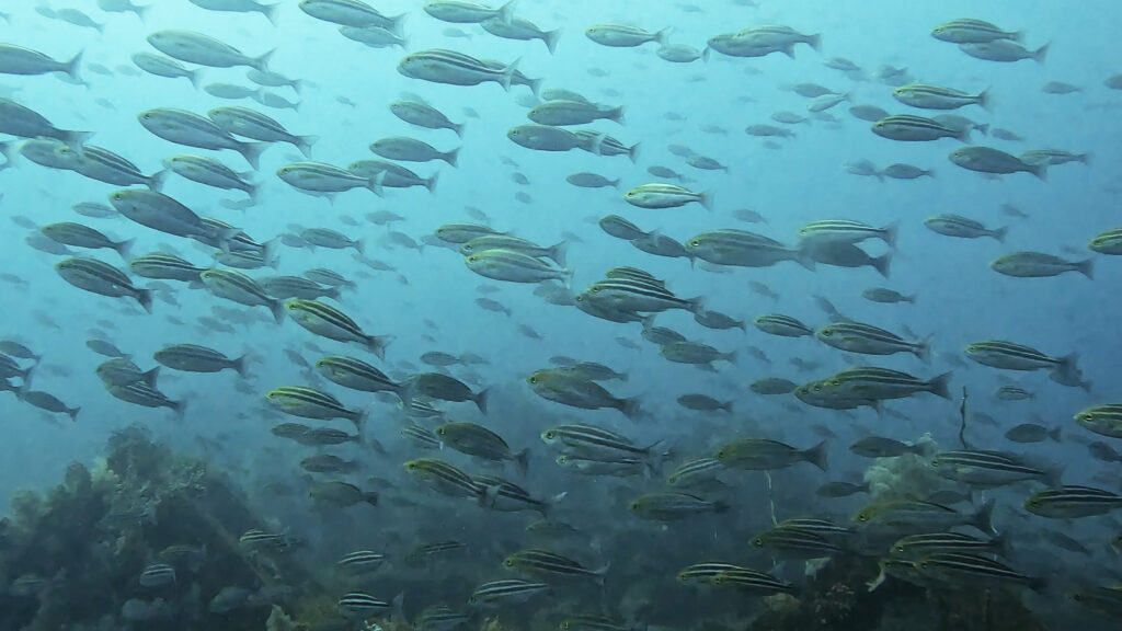 土肥ダイビング 八木沢 沖魚礁 イサキ群れ