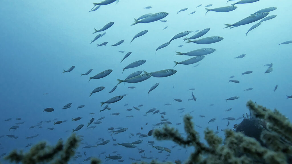 土肥ダイビング 八木沢 沖魚礁 マアジ群れ