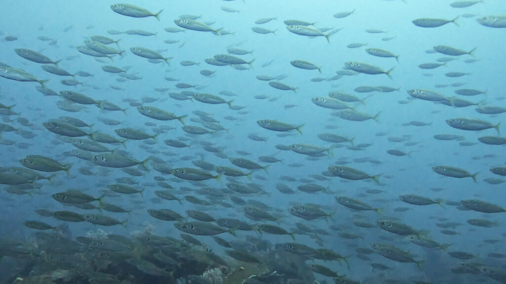 土肥ダイビング 八木沢 沖魚礁 マアジ群れ