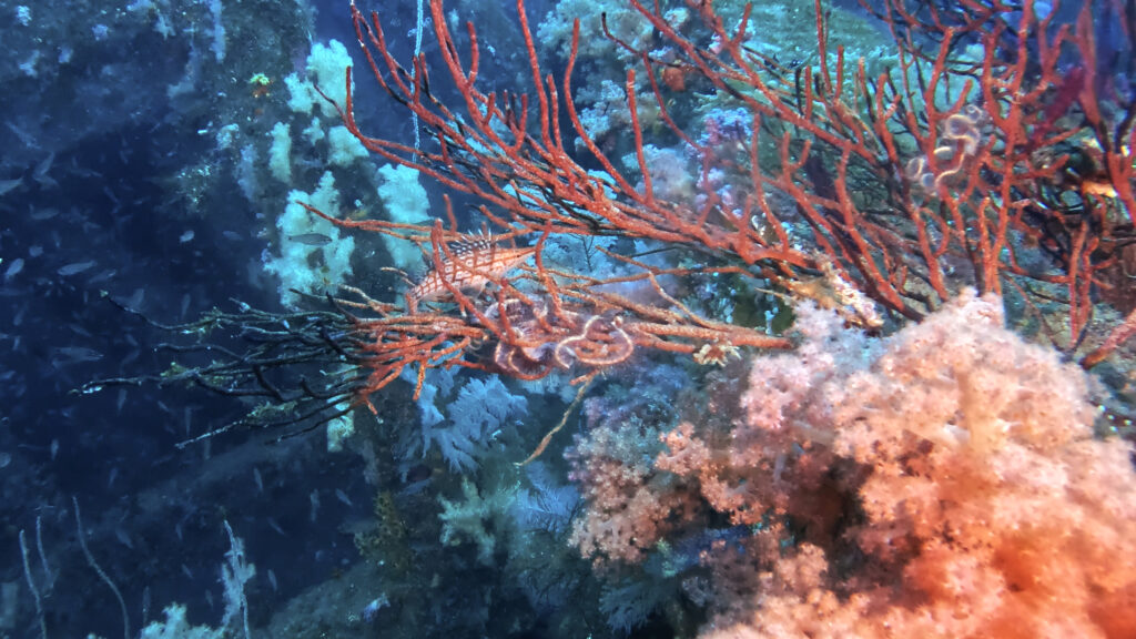 土肥ダイビング 土肥 ダイビング 八木沢 沖魚礁 クダゴンベ