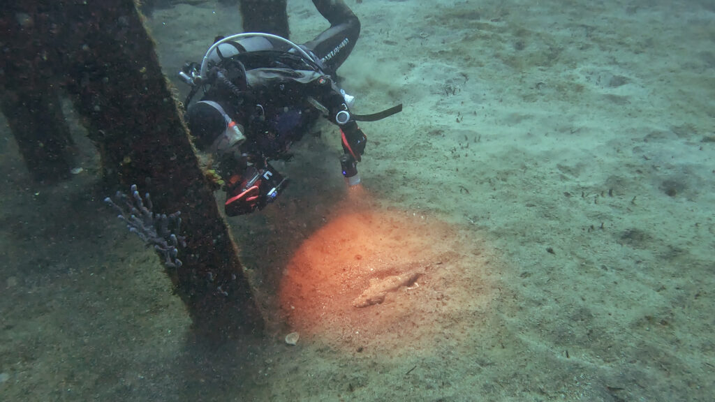 土肥ダイビング 八木沢沖魚礁 イネゴチとお客様