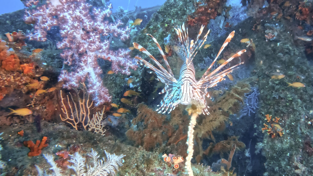 土肥ダイビング 八木沢沖魚礁 ソフトコーラル群生とミノカサゴ