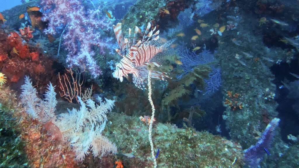 土肥ダイビング 八木沢沖魚礁 ソフトコーラル群生とミノカサゴ