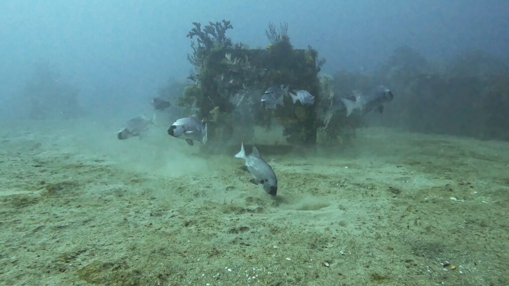 土肥ダイビング 八木沢沖魚礁 イシダイ群れ 群れで食事中のイシダイたち