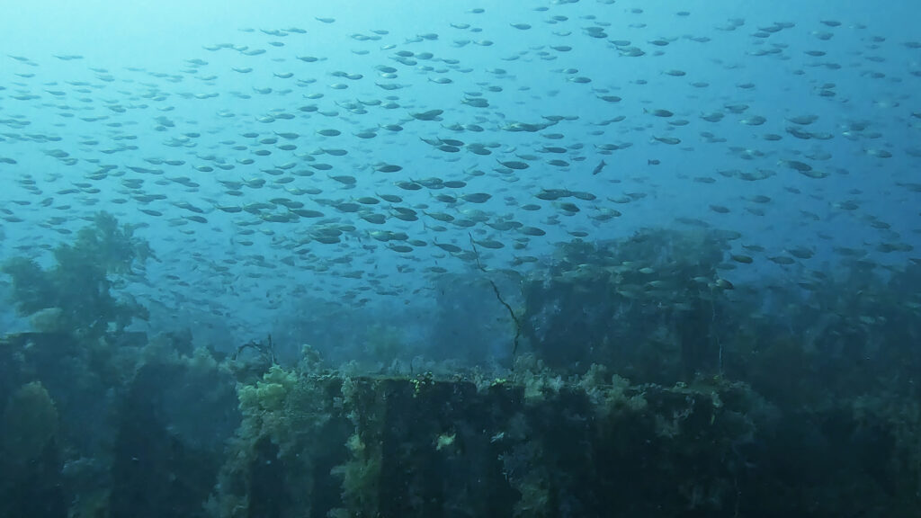 土肥ダイビング 八木沢沖魚礁 マアジ群れ