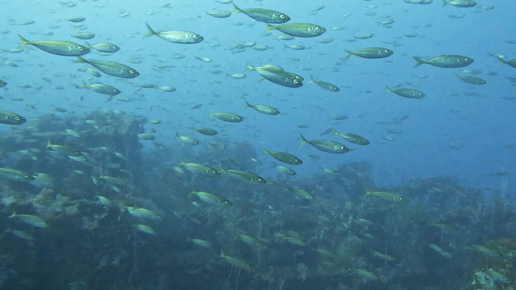 土肥ダイビング 八木沢沖魚礁 マアジ群れ