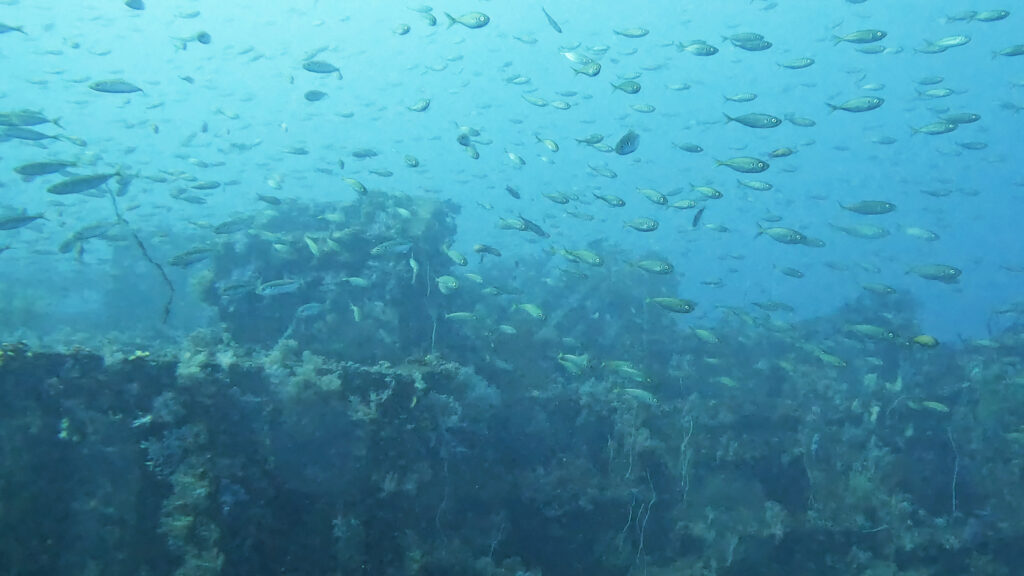 土肥ダイビング 八木沢沖魚礁 マアジ群れ