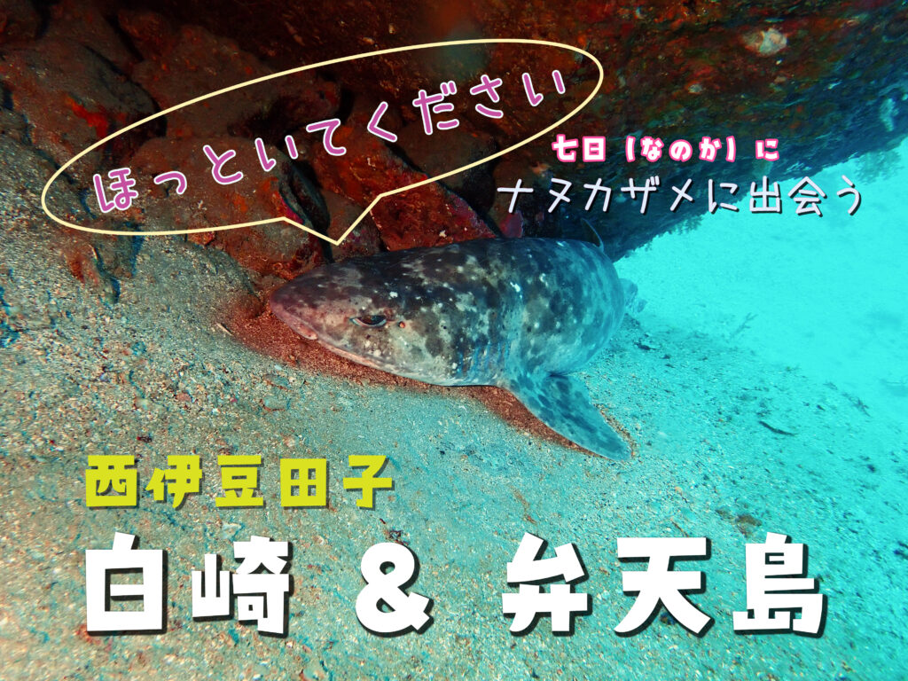 田子ダイビング・白崎＆弁天島 イッテンアカタチ ナヌカザメ