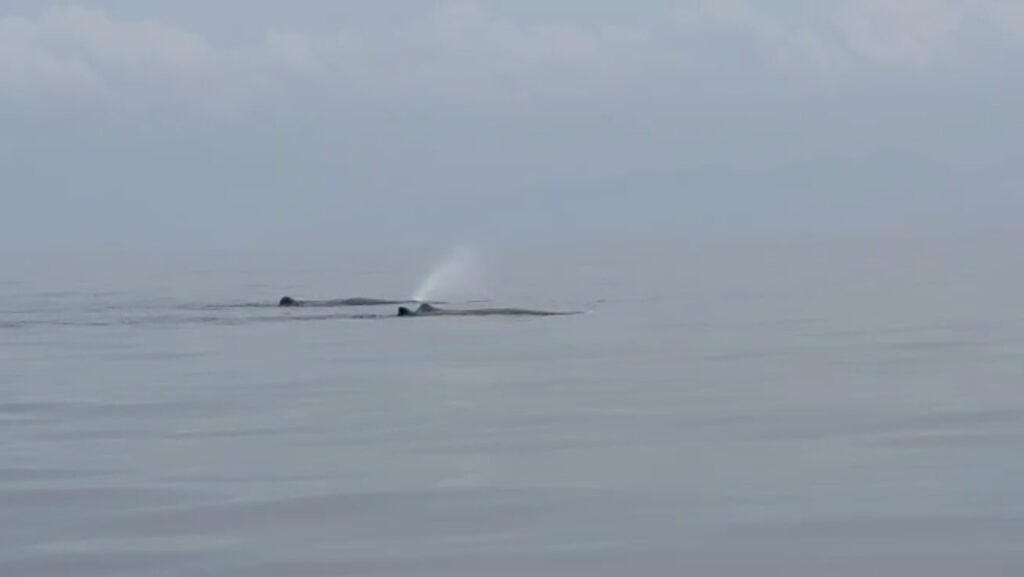 土肥ダイビング 小下田沖にクジラ