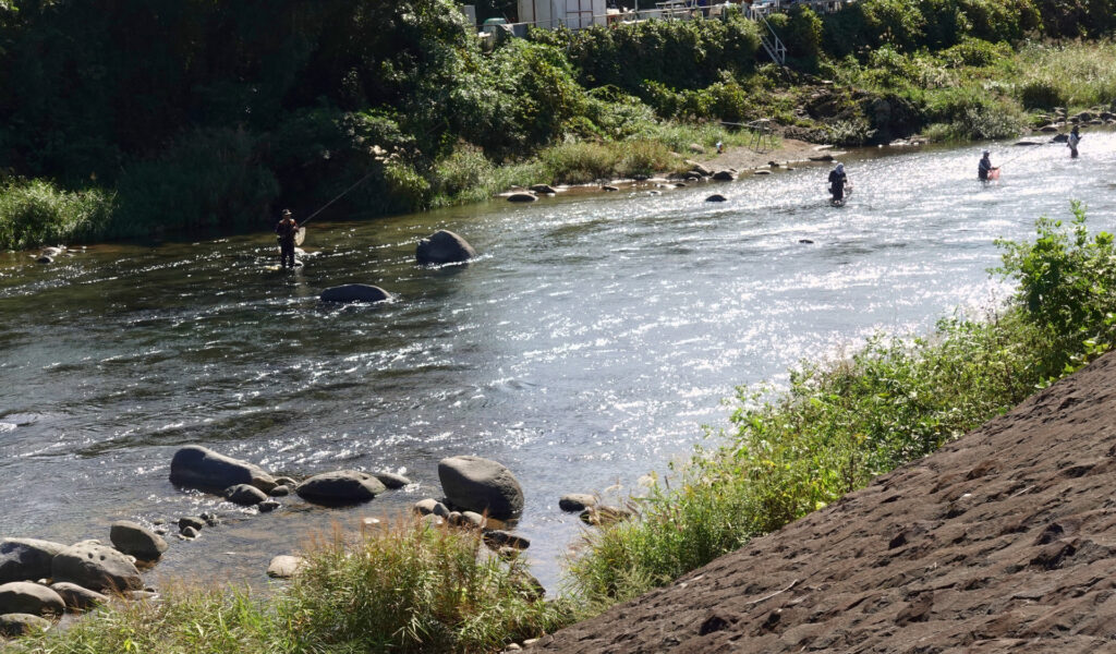 狩野川　鮎釣り