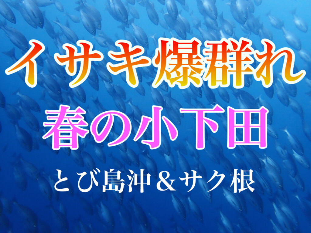 土肥ダイビング　小下田　小下田とび島沖　小下田サク根　とび島沖　サク根　イサキ群れ　イサキ大群れ
