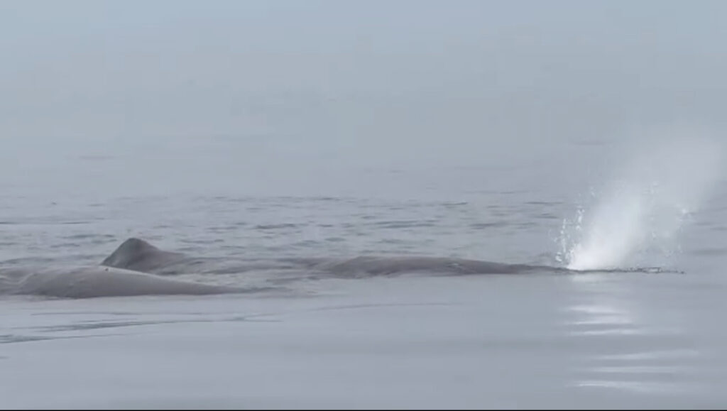 土肥ダイビング 小下田沖にクジラ