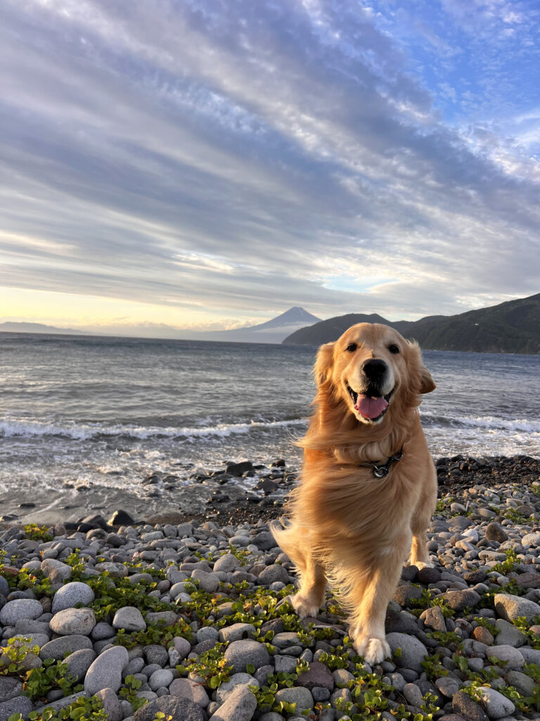 伊豆市八木沢 夕焼けの八木沢海岸 夕焼けの富士山 駿河湾からの富士山 ゴールデンレトリバー 雷 ライ