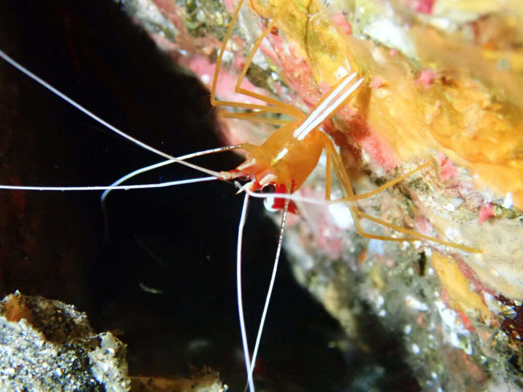 土肥ダイビング 通り崎お花畑 アカシマシラヒゲエビ