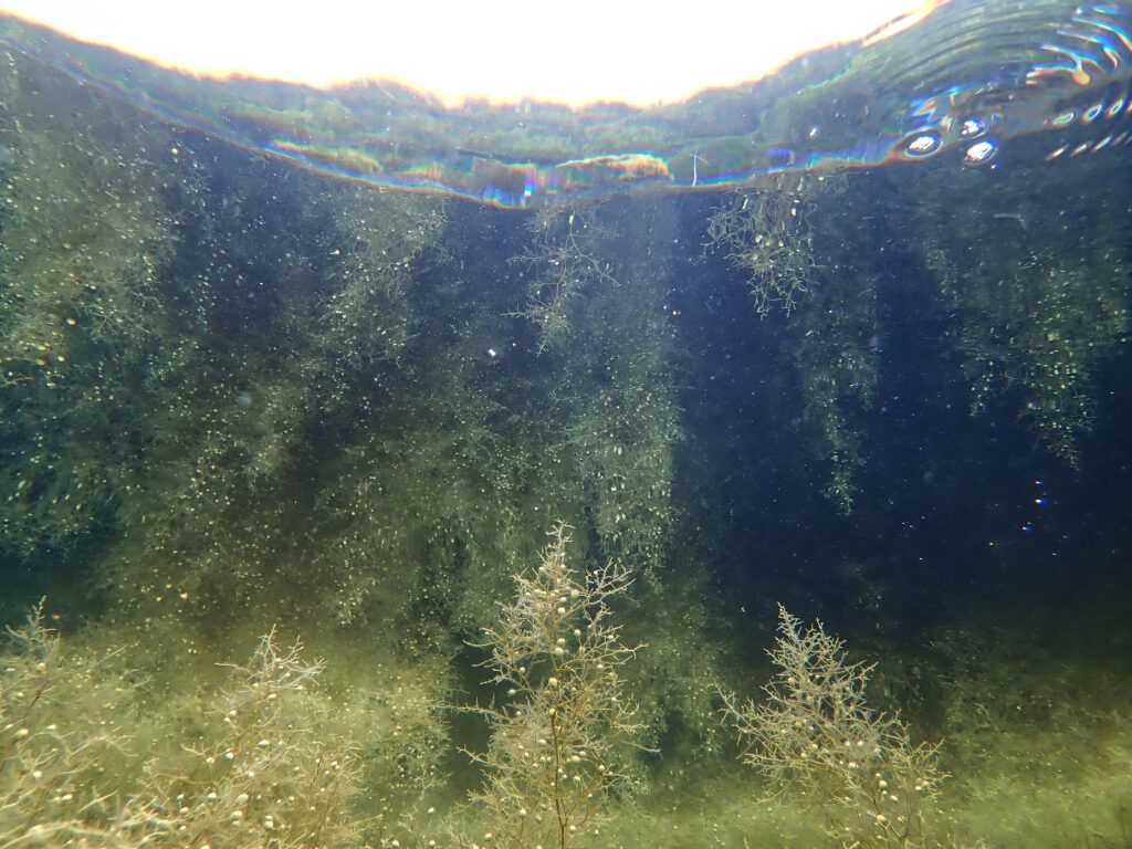 土肥ダイビング 通り崎ビーチ 通り崎湾内 マメタワラの林 海藻ジャングル