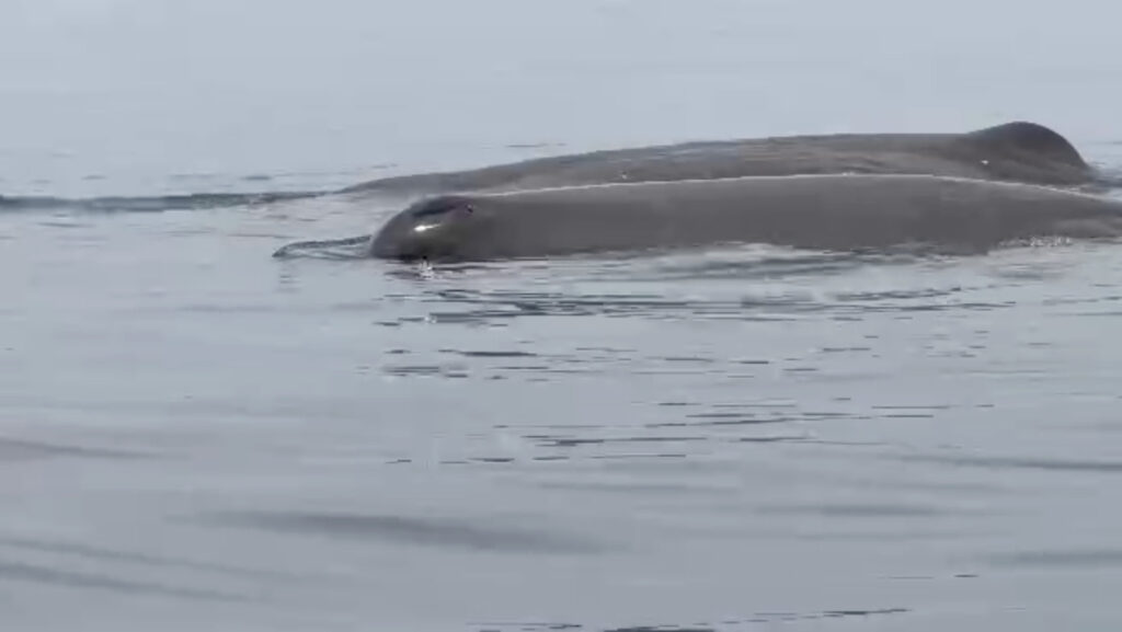 土肥ダイビング 小下田沖にクジラ