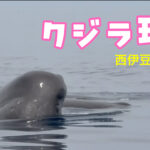 西伊豆　土肥　土肥ダイビング　小下田沖にクジラ