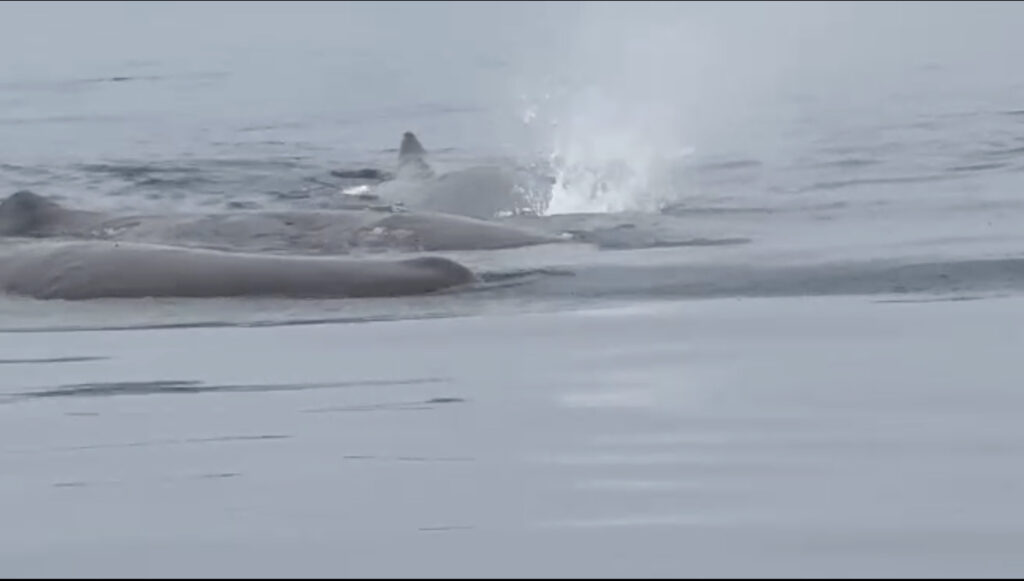 土肥ダイビング 小下田沖にクジラ