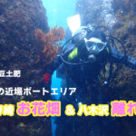 土肥ダイビング　通り崎お花畑＆八木沢離れ島