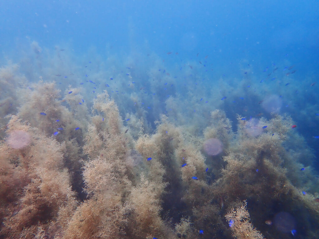 土肥ダイビング 通り崎湾内 通り崎ビーチ 海藻地帯 OWコース