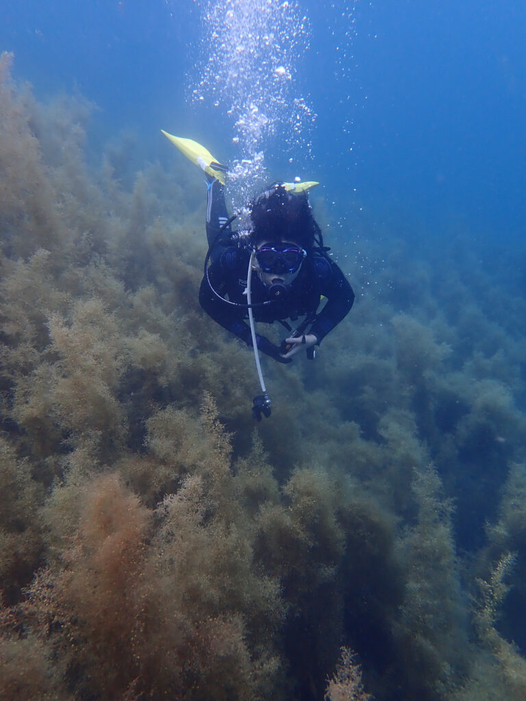土肥ダイビング 通り崎湾内 通り崎ビーチ 海藻地帯 OWコース