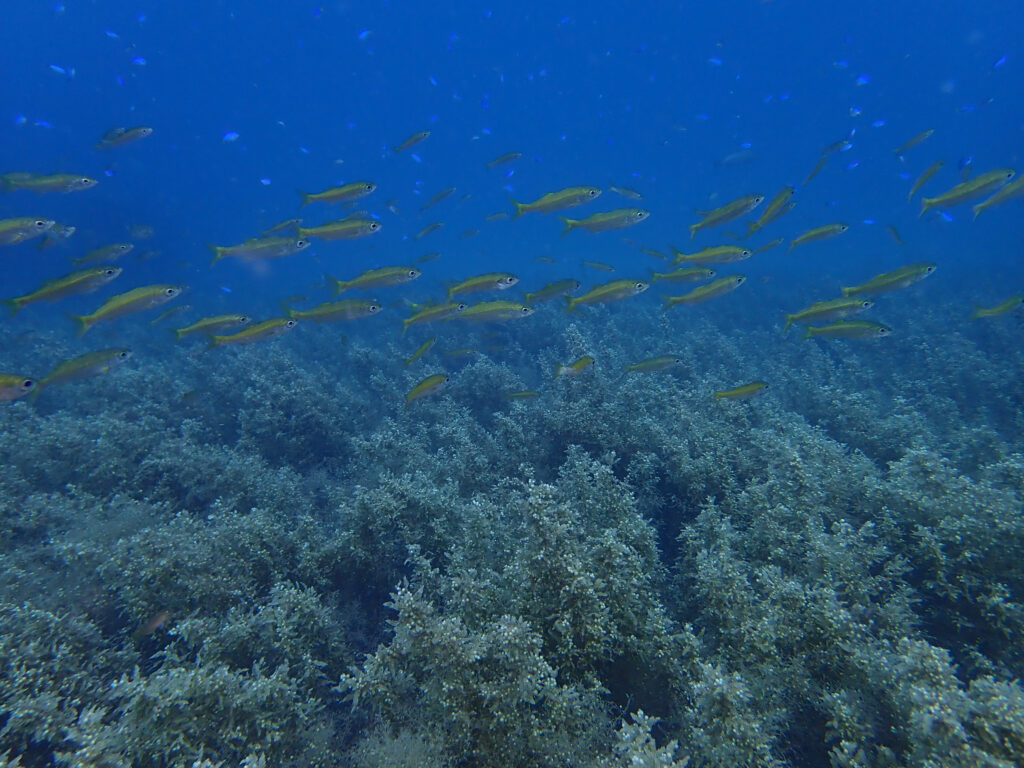 土肥ダイビング 通り崎 通り崎湾内 通り崎ビーチ マメタワラの林 ムツ若魚たち