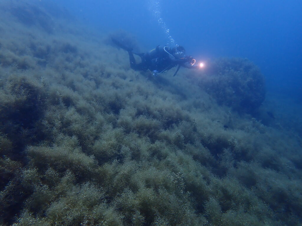 土肥ダイビング 通り崎 通り崎湾内 通り崎ビーチマメタワラの林 本日のお客様