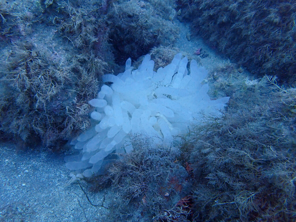土肥ダイビング　八木沢丘魚礁　アオリイカの卵