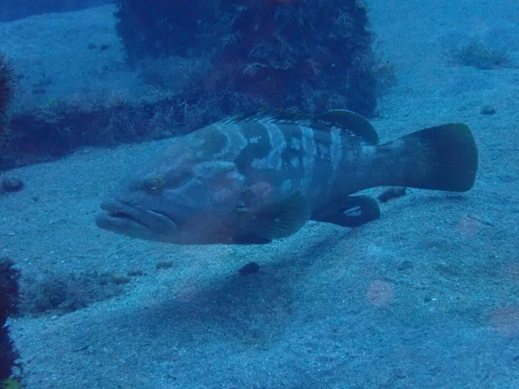 土肥ダイビング　八木沢丘魚礁　クエの子供